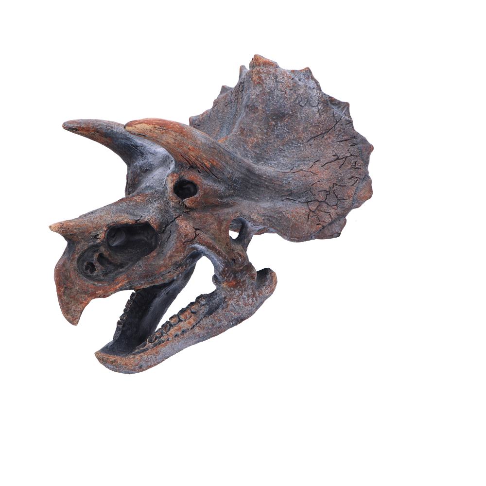 Triceratops Dinosaur Skull 23cm