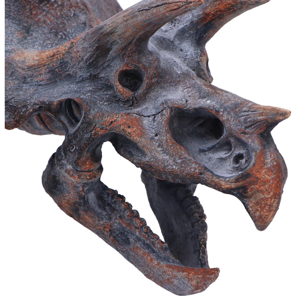 Triceratops Dinosaur Skull 23cm
