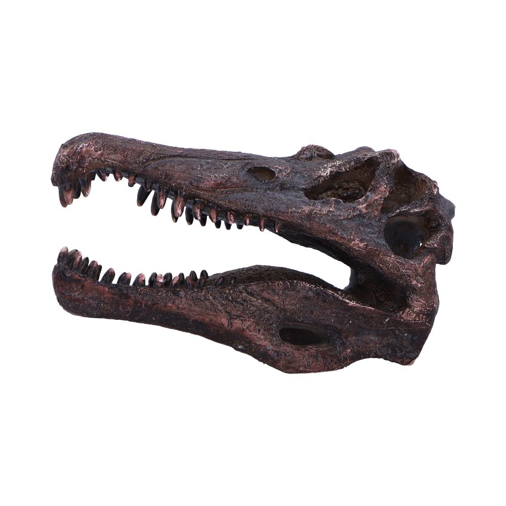 Spinosaurus Skull 16cm