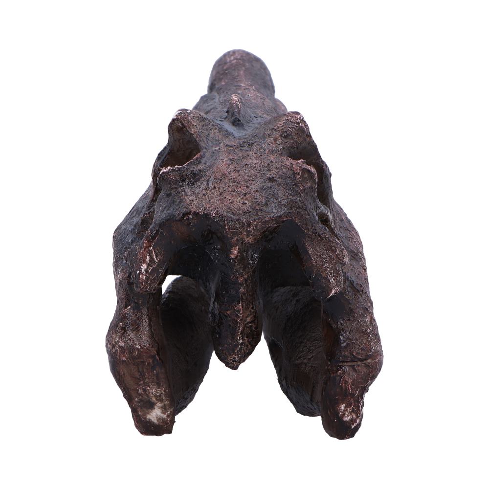 Spinosaurus Skull 16cm