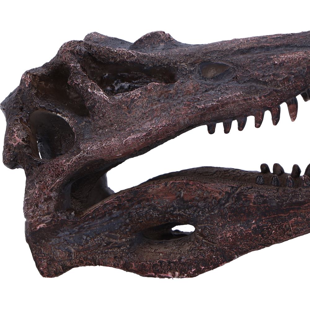 Spinosaurus Skull 16cm