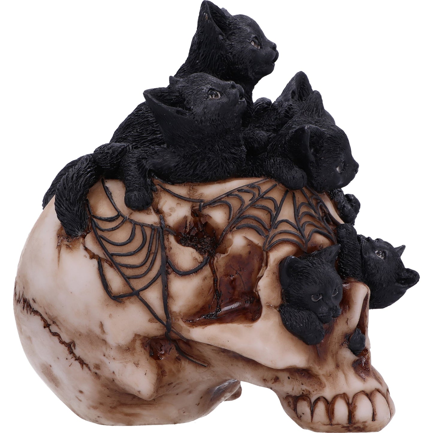 Cranial Litter 14cm