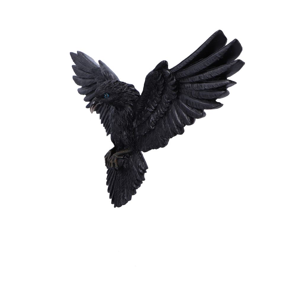 Flight of the Raven 36cm