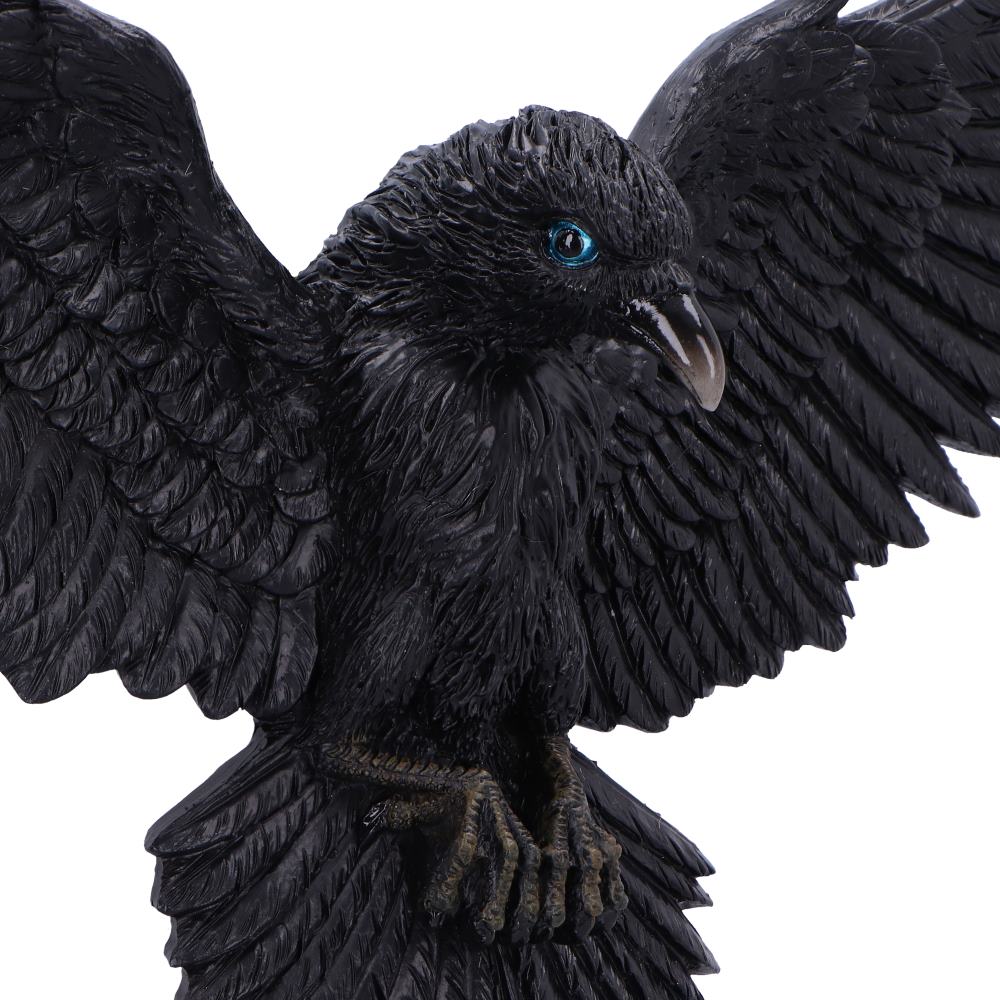 Flight of the Raven 36cm