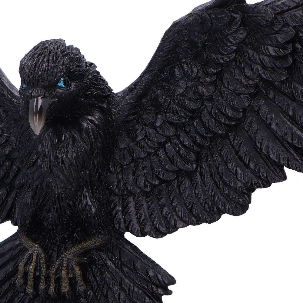 Flight of the Raven 36cm
