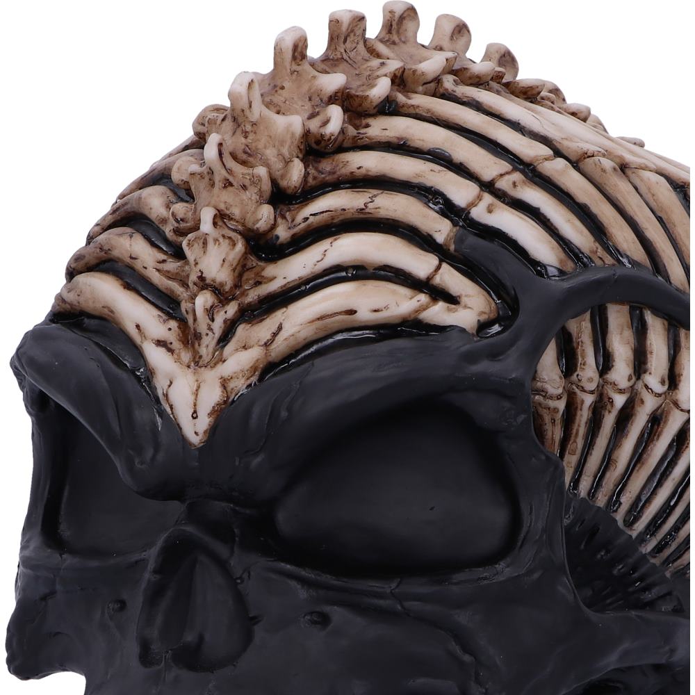 Spine Head Skull (JR) 18.5cm