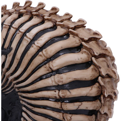 Spine Head Skull (JR) 18.5cm