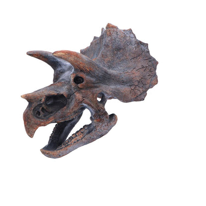 Triceratops Dinosaur Skull 23cm