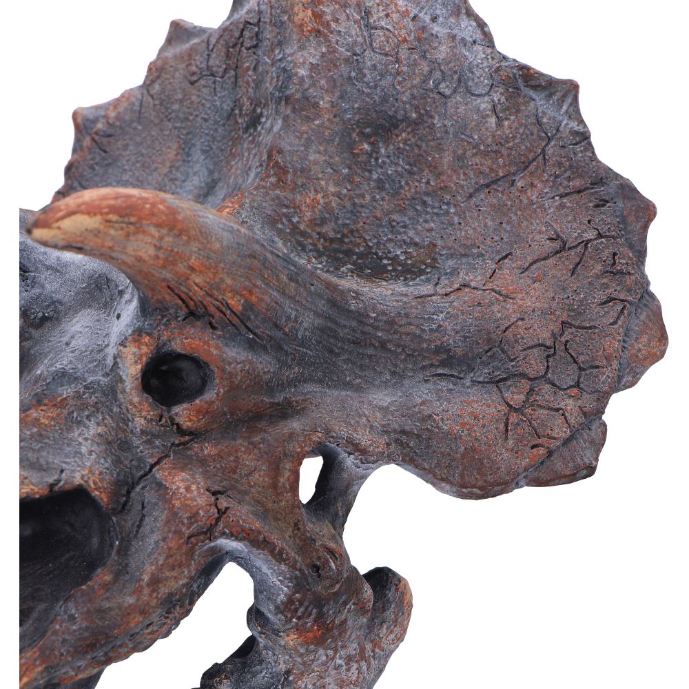 Triceratops Dinosaur Skull 23cm