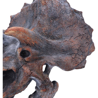 Triceratops Dinosaur Skull 23cm