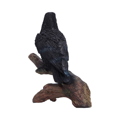 Ravens Perch 20cm