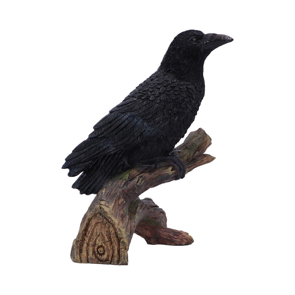 Ravens Perch 20cm
