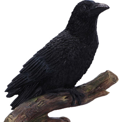 Ravens Perch 20cm