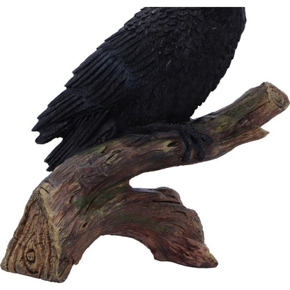 Ravens Perch 20cm