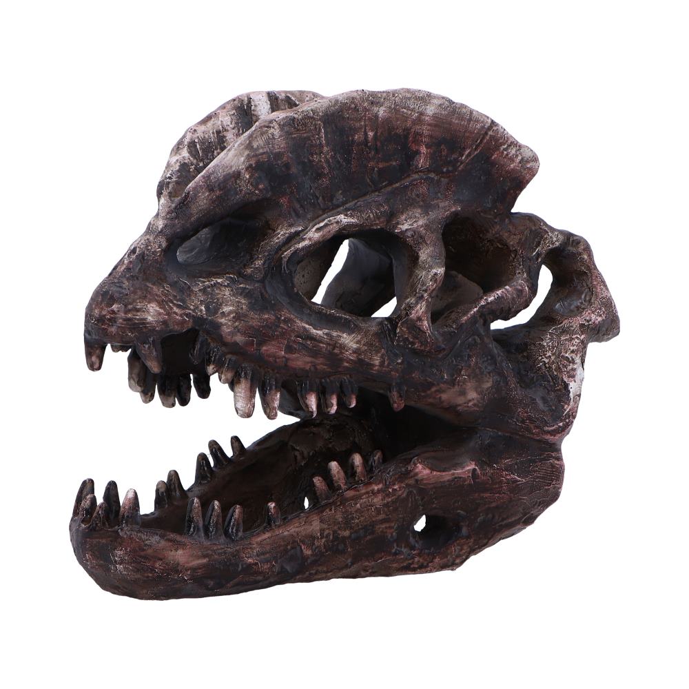 Dilophosaurus Skull 16cm