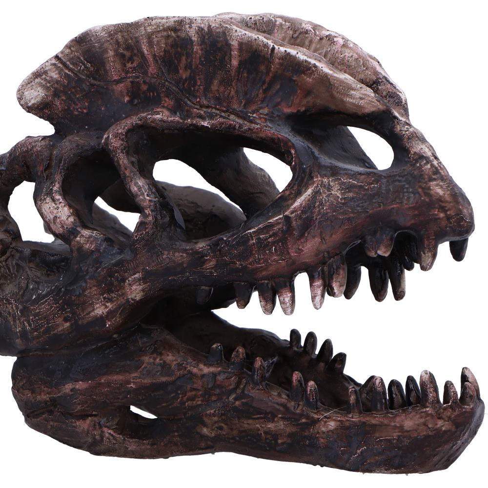 Dilophosaurus Skull 16cm