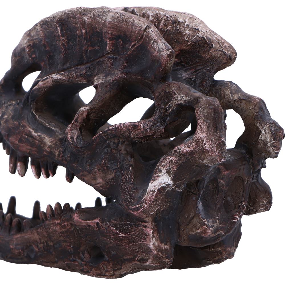 Dilophosaurus Skull 16cm