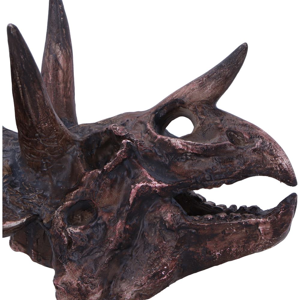 Triceratops Skull 14.5cm