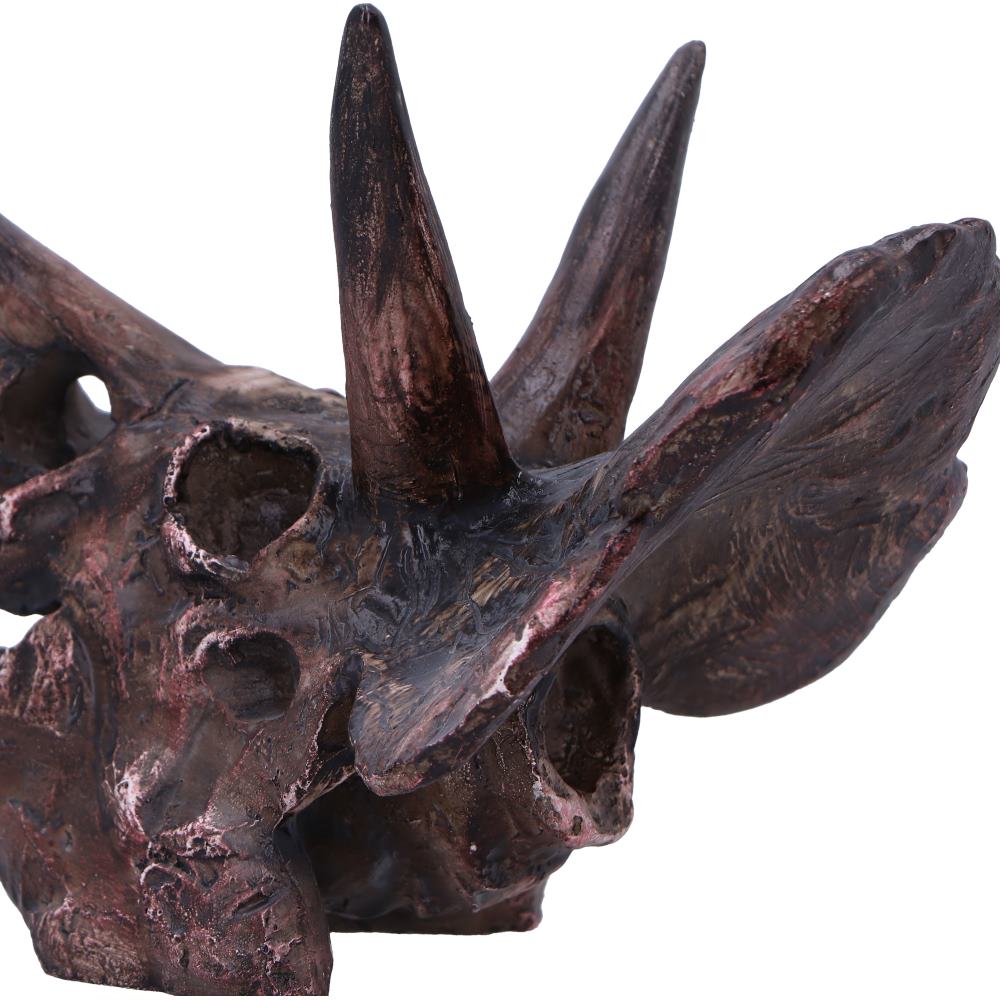 Triceratops Skull 14.5cm
