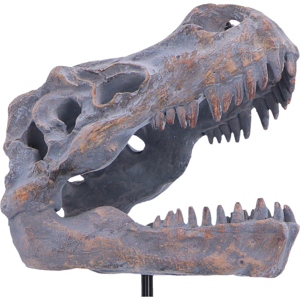 Nemesis Now Tyrannosaurus Rex skull figurine on plinth, measuring 24.2cm, detailed replica of prehistoric dinosaur skull.