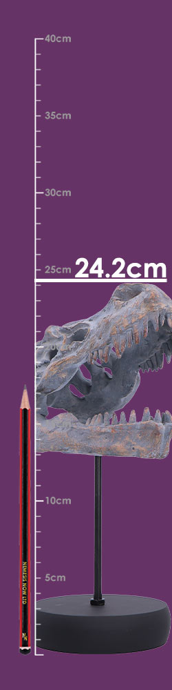 Nemesis Now Tyrannosaurus Rex skull figurine on a plinth, 24.2cm, detailed prehistoric dinosaur model for display.