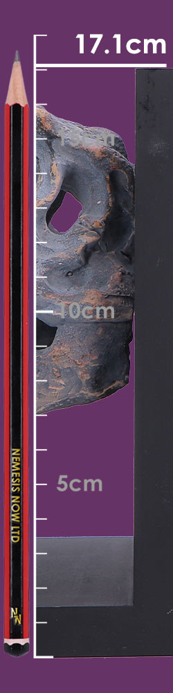 Nemesis Now Tyrannosaurus Rex Skull bookends, 17.1cm tall, featuring detailed dinosaur skull design for holding books securely.