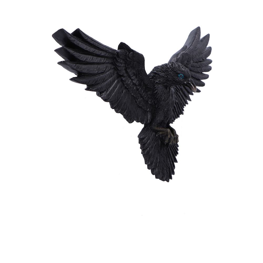 Flight of the Raven 36cm
