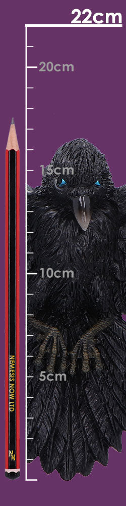 Flight of the Raven 36cm